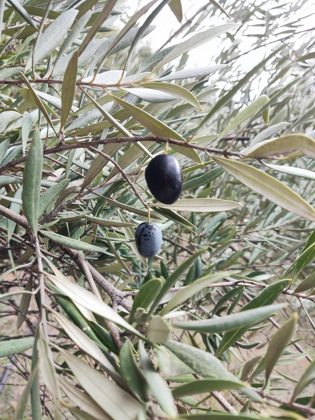 Reflection of 2023 from the olive fields